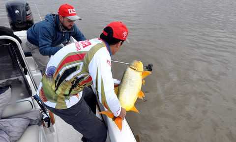 Saiba como praticar pesca esportiva sustentável no Pantanal